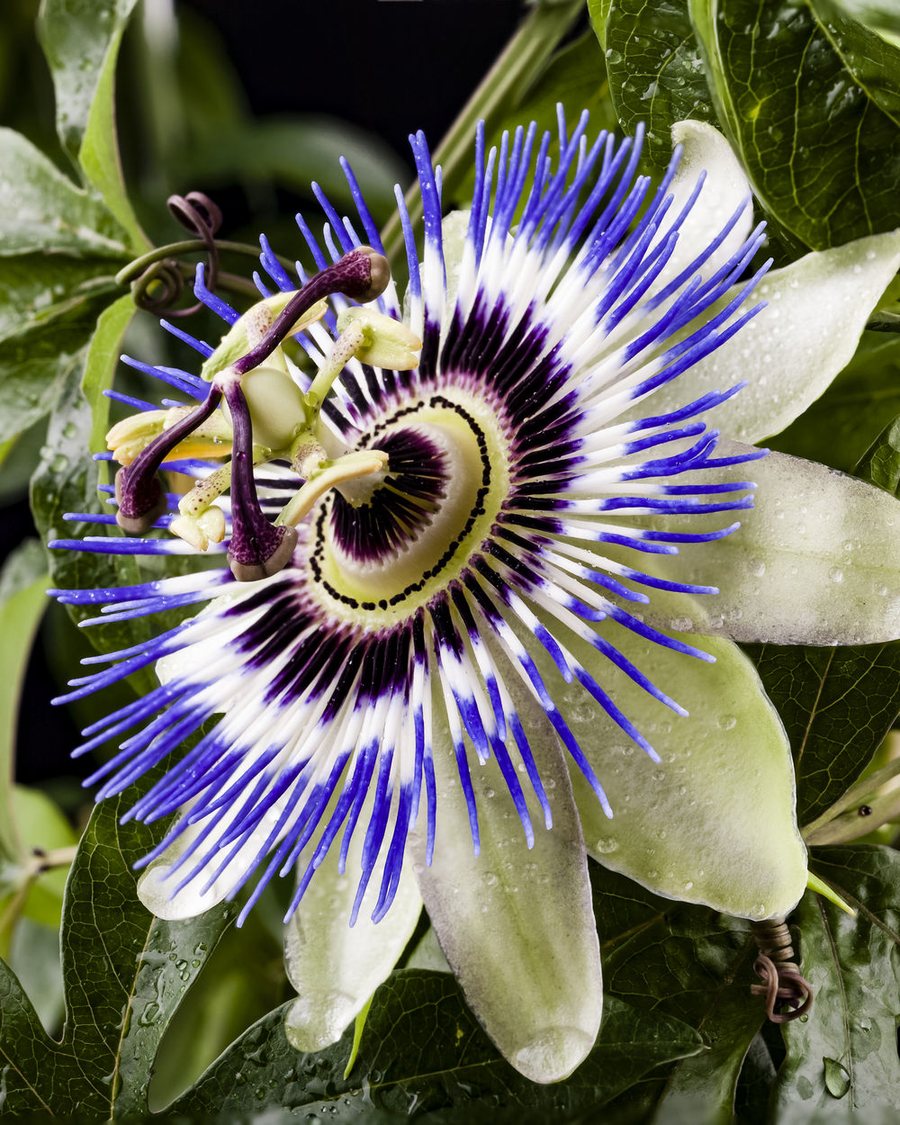 Pale Passion Blue Flower Seeds