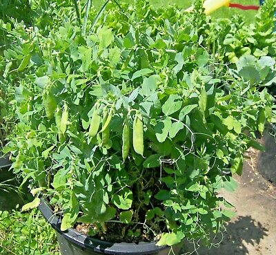 Pea Pod, Mammoth Melting Sugar Pea Pod Seeds