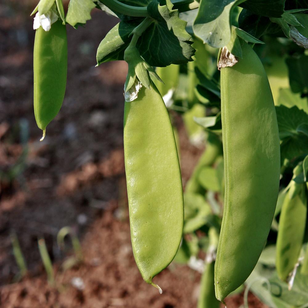 Pea Pod, Mammoth Melting Sugar Pea Pod Seeds