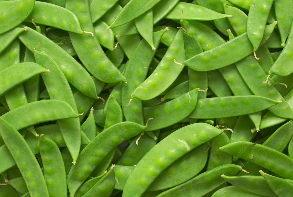 Pea Pod, Mammoth Melting Sugar Pea Pod Seeds