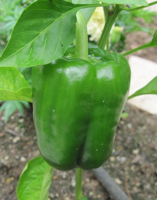 Pepper, California Wonder Heirloom Sweet Pepper Seeds