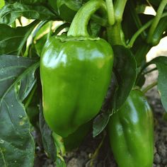 Pepper, Pimento Sweet Pepper Seeds