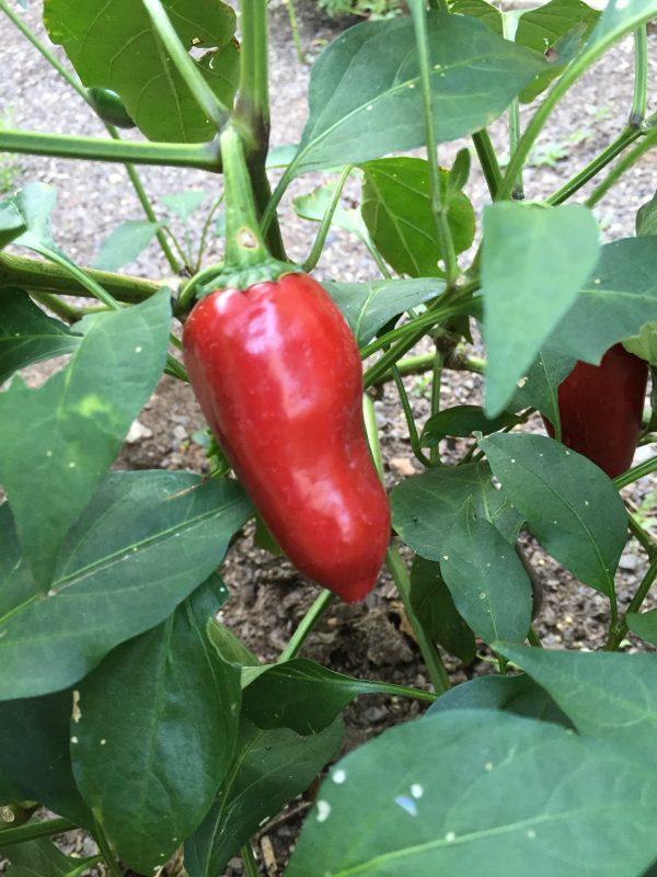 Pepper, Pimento Sweet Pepper Seeds