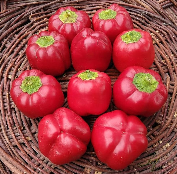 Pepper, Pimento Sweet Pepper Seeds