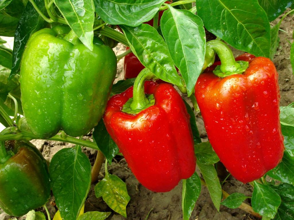 Pepper, King of the North Sweet Pepper Seeds