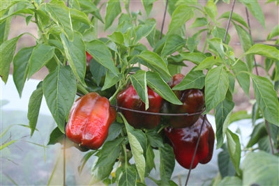 Pepper, King of the North Sweet Pepper Seeds