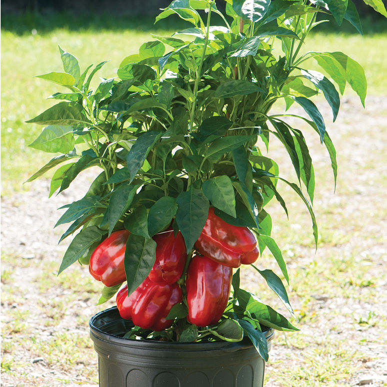 Pepper, King of the North Sweet Pepper Seeds