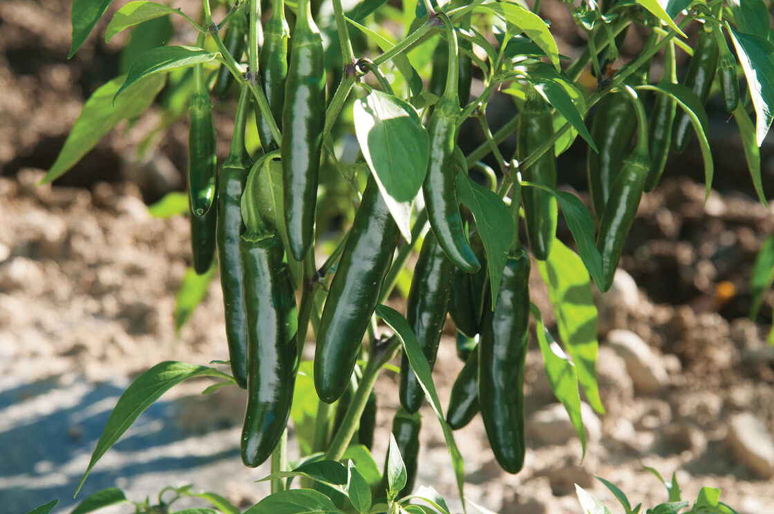 Pepper, Serrano Hot Pepper Seeds