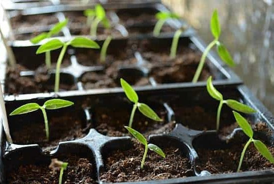 Pepper, Serrano Hot Pepper Seeds