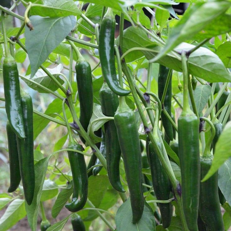 Pepper, Serrano Hot Pepper Seeds