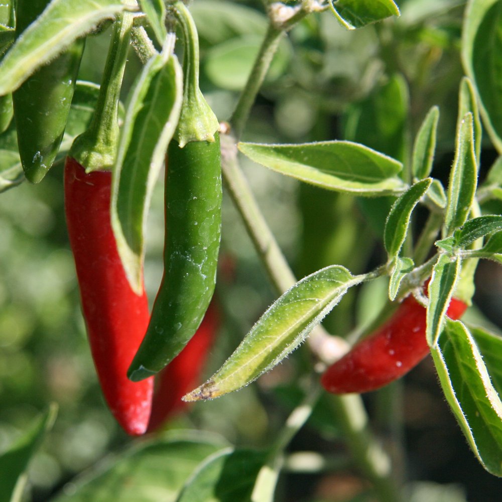 Pepper, Serrano Hot Pepper Seeds