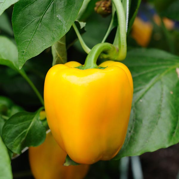 New Gardener Vegetable Starter Kit