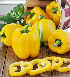 Pepper, Sunbright Sweet Pepper Seeds