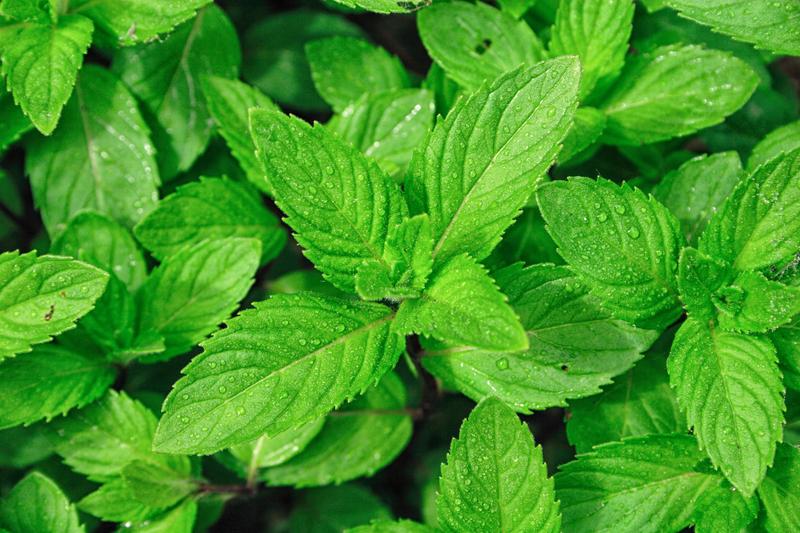 Mint Herb, Peppermint Herb Seeds