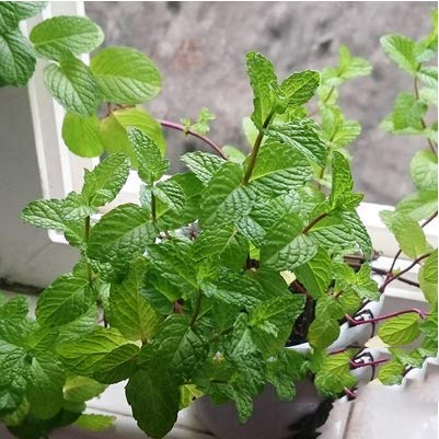 Mint Herb, Peppermint Herb Seeds