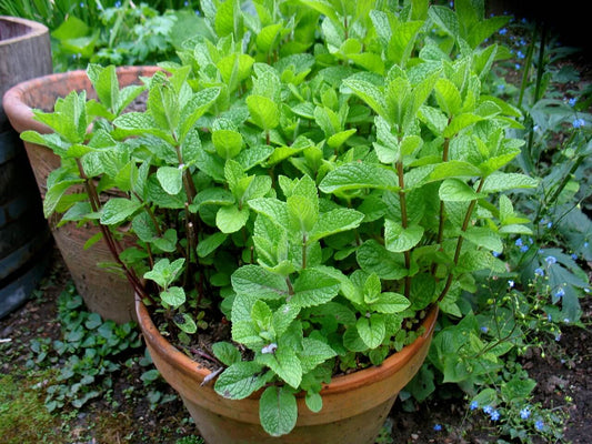 Mint Herb, Peppermint Herb Seeds