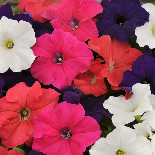 Petunia Hybrida Mixed Seeds