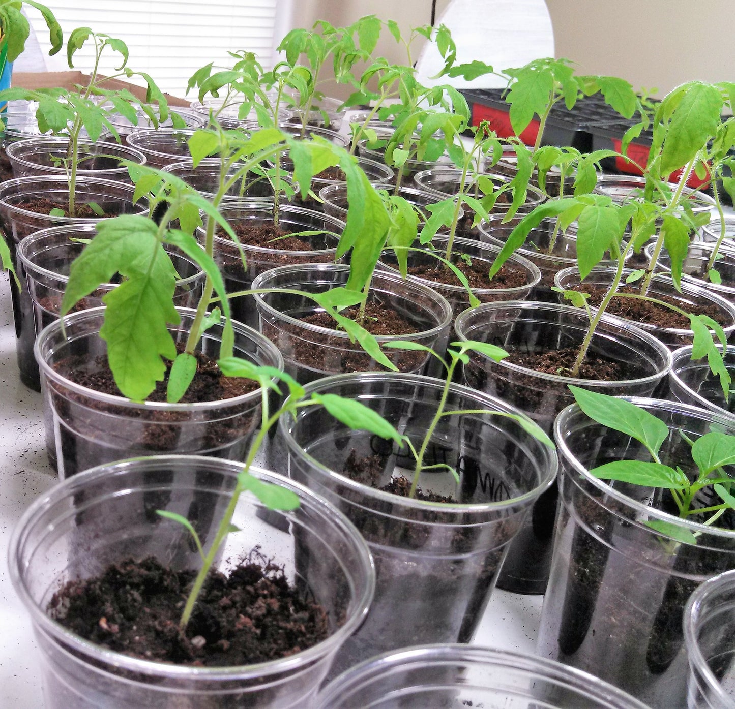 Garden Label Plant Marker, White Skinny 4"