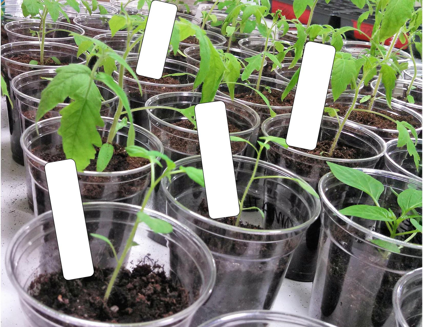 Garden Label Plant Marker, White Skinny 4"