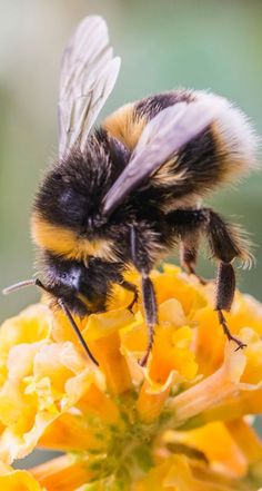 Pollinator's Garden Mixed Seeds