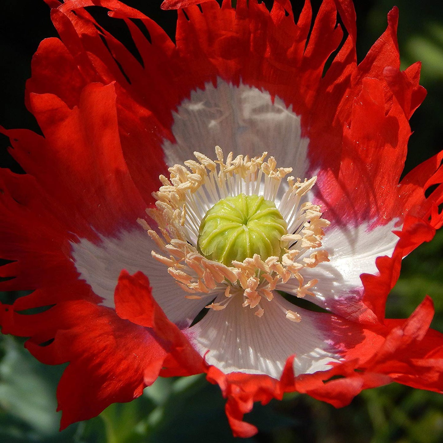 Poppy Danish Flag Seeds