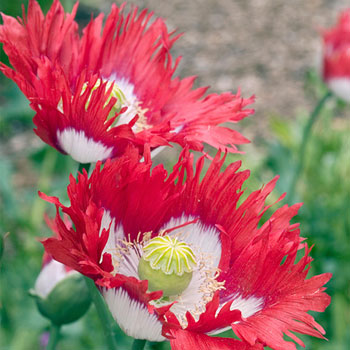 Poppy Danish Flag Seeds