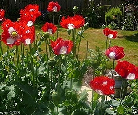 Poppy Danish Flag Seeds
