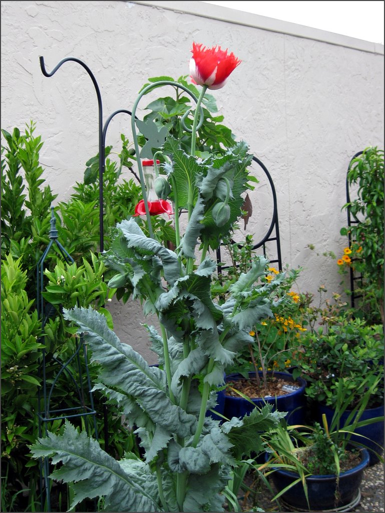 Poppy Danish Flag Seeds
