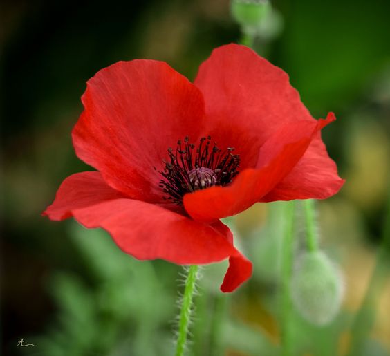 Poppy, Red Poppy Wildflower Seeds