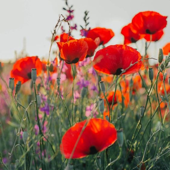 Poppy, Red Poppy Wildflower Seeds