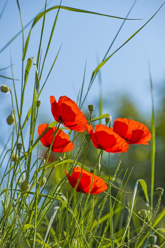 Poppy, Red Poppy Wildflower Seeds