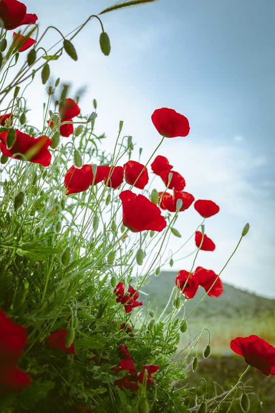 Poppy, Red Poppy Wildflower Seeds