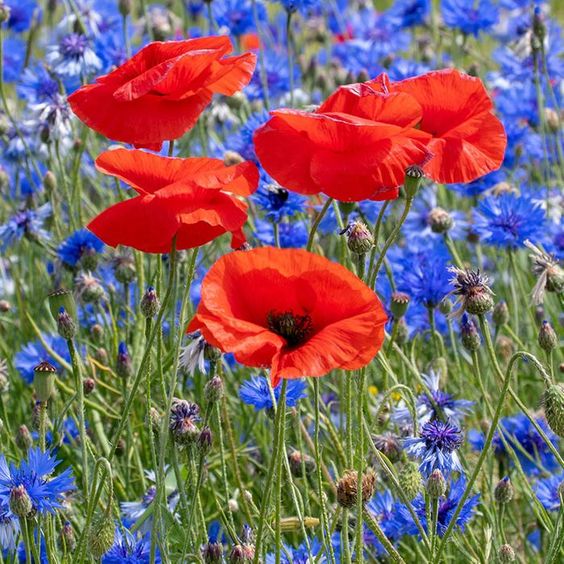 Poppy, Red Poppy Wildflower Seeds