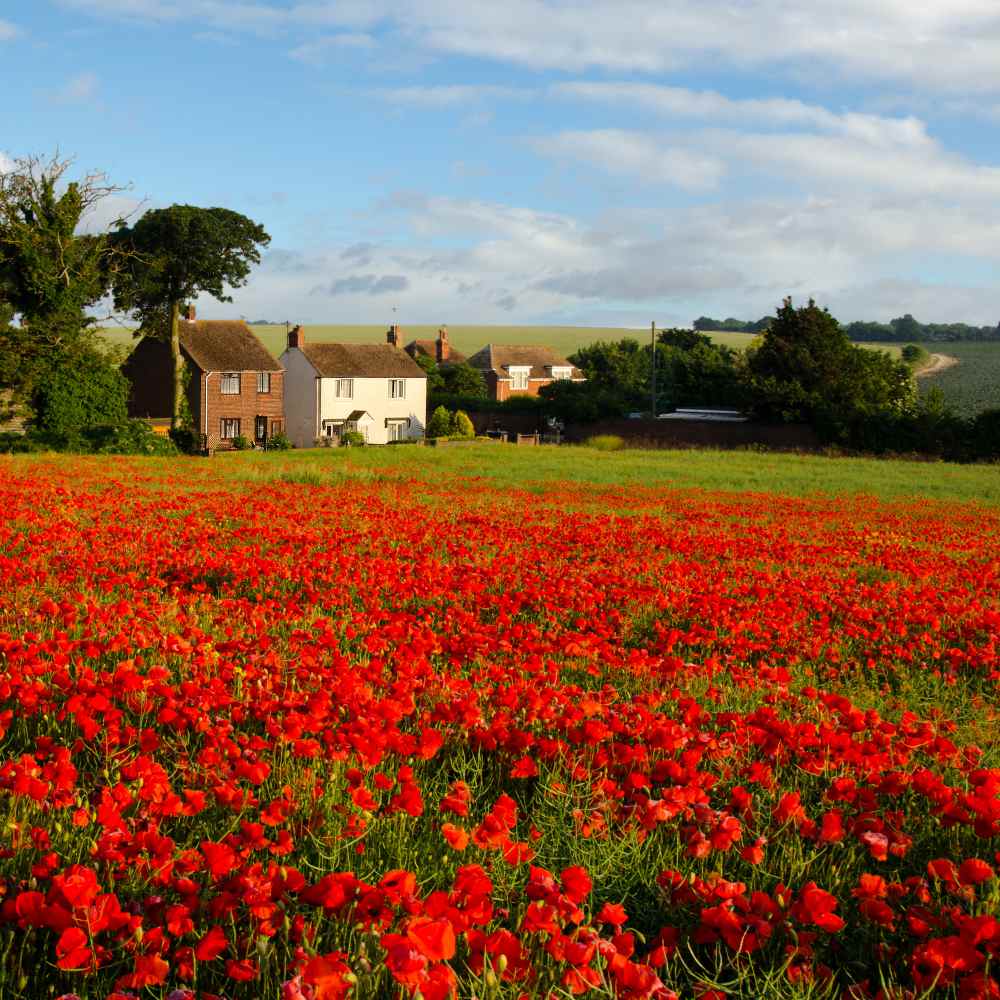 Poppy, Red Poppy Wildflower Seeds