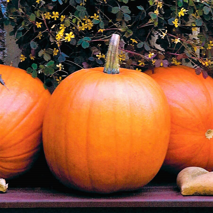 Pumpkin, Jack O Lantern Pumpkin Seeds