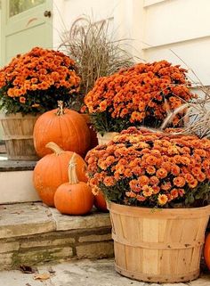 Pumpkin, Jack O Lantern Pumpkin Seeds