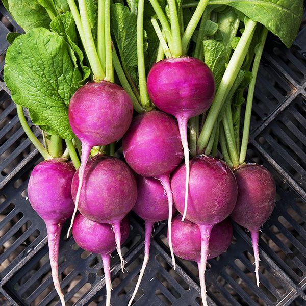 Radish, Organic Purple Plum Radish Seeds
