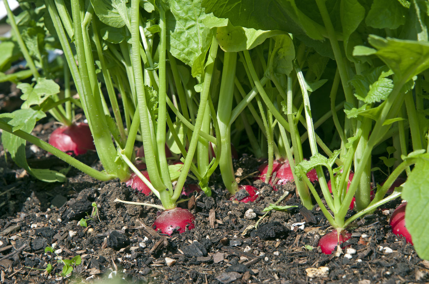 Radish, Organic Purple Plum Radish Seeds