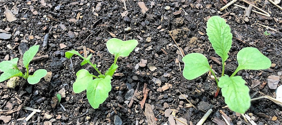 Radish, Organic Purple Plum Radish Seeds