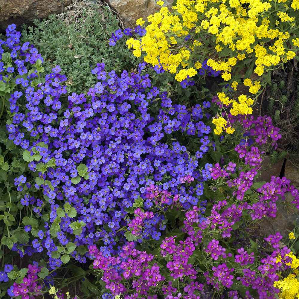 Rock Cress Seeds, Cascading Blue (Purple)