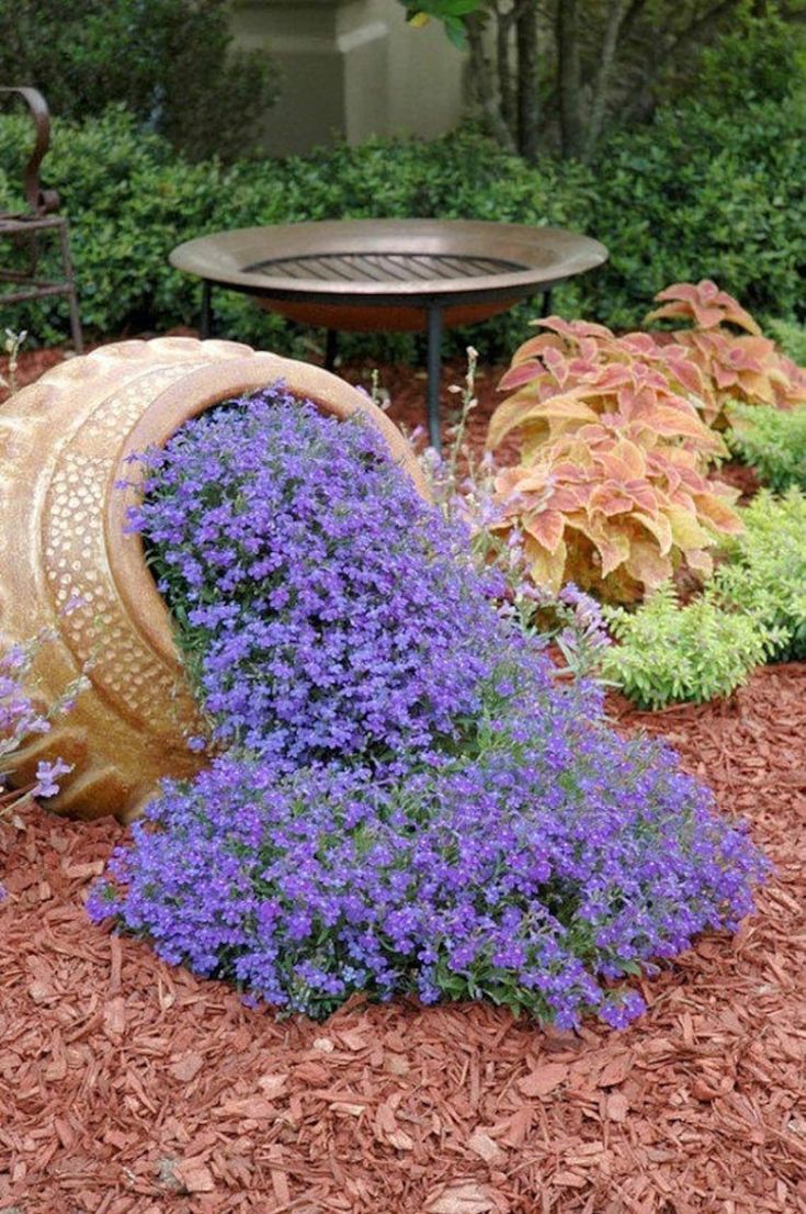 Rock Cress Seeds, Cascading Blue (Purple)