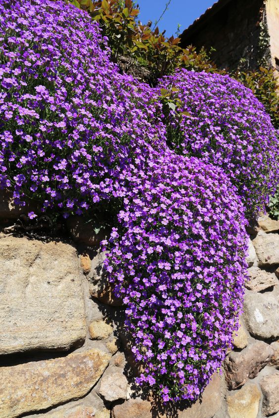 Rock Cress Seeds, Cascading Blue (Purple)
