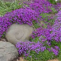 Rock Cress Seeds, Cascading Blue (Purple)