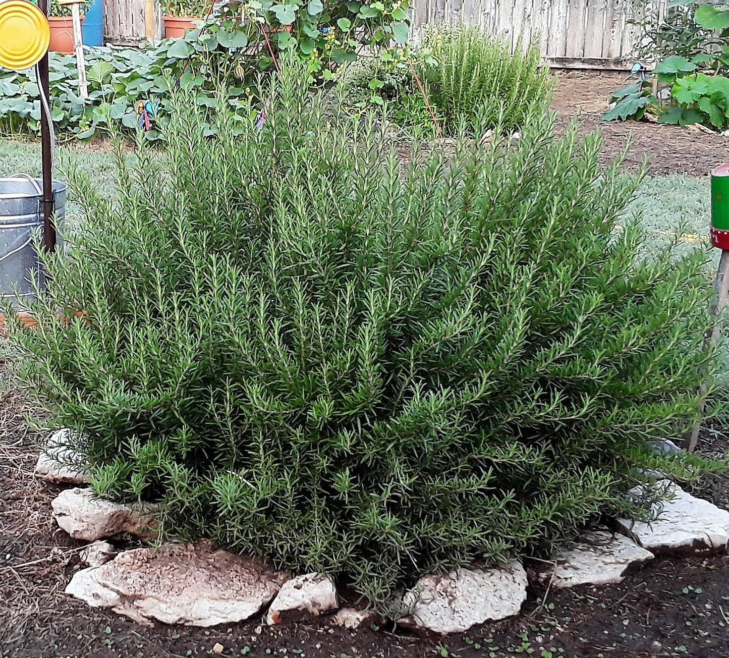 Rosemary Herb Seeds