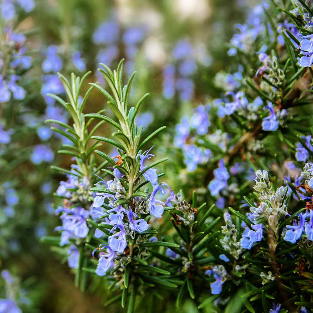 Rosemary Herb Seeds