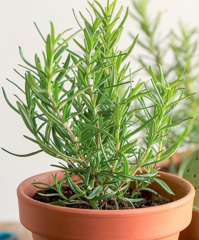 Rosemary Herb Seeds