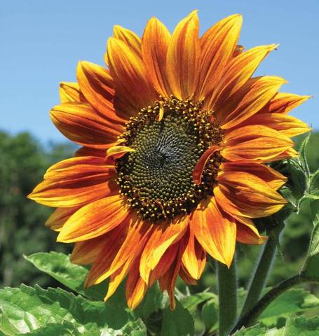 Sunflower Seeds, Autumn Beauty Mixed Colors