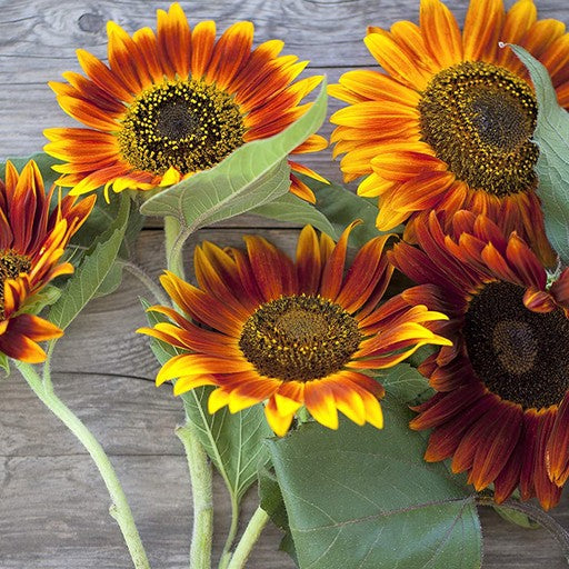 Sunflower Seeds, Autumn Beauty Mixed Colors