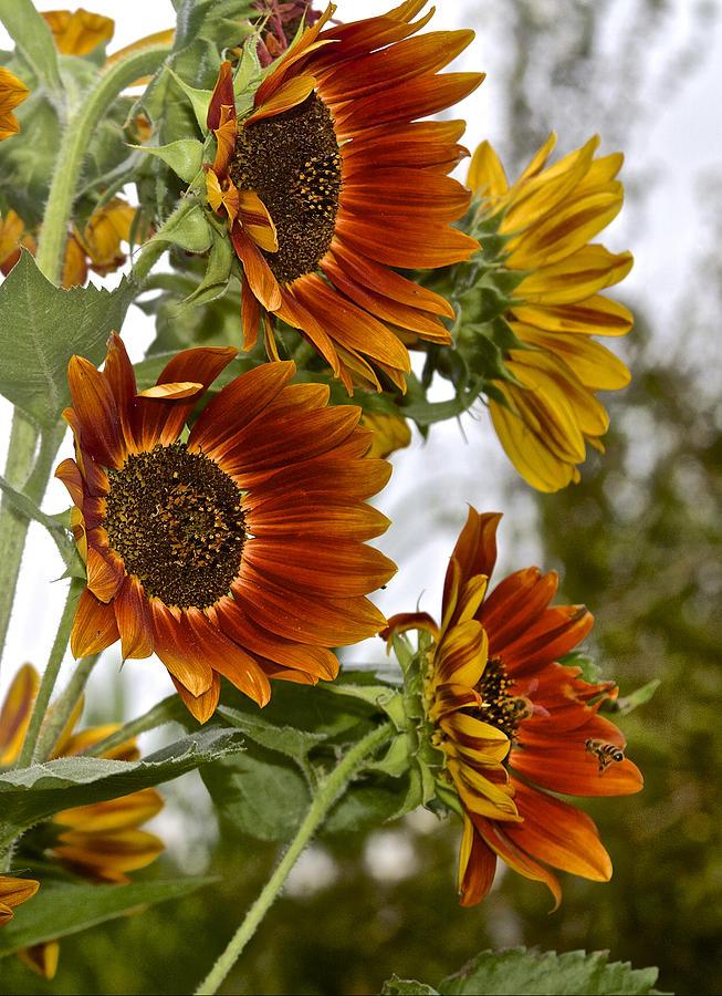 Sunflower Seeds, Autumn Beauty Mixed Colors
