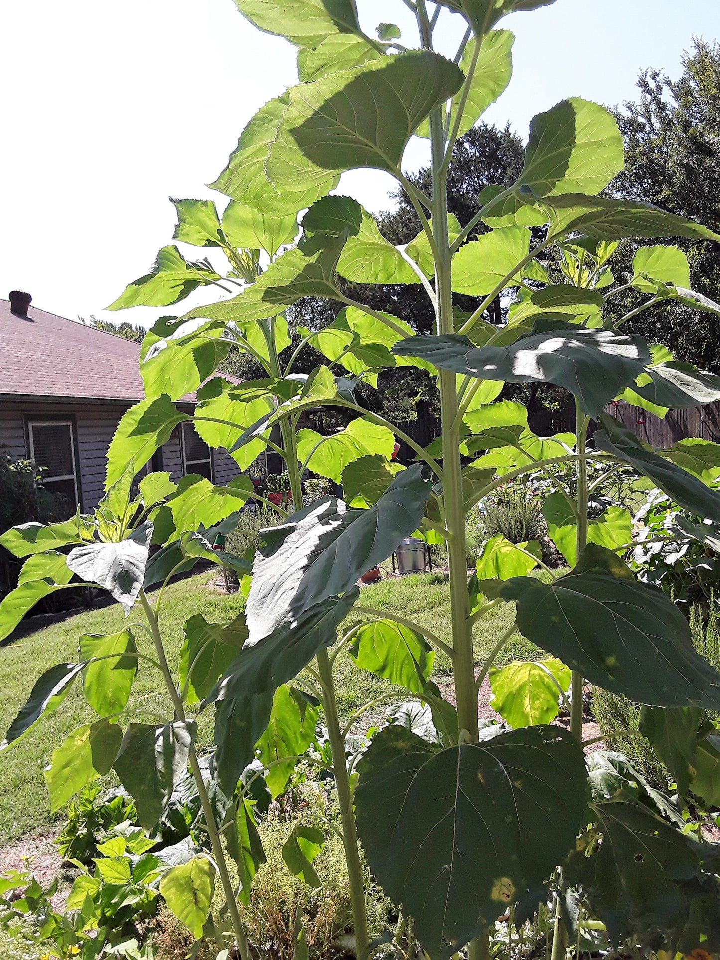 Sunflower Seeds, Mammoth Sunflower